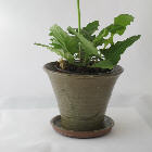Integral plant pot